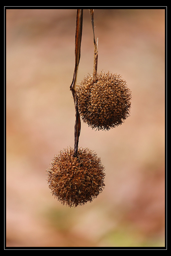 Le palle del platano