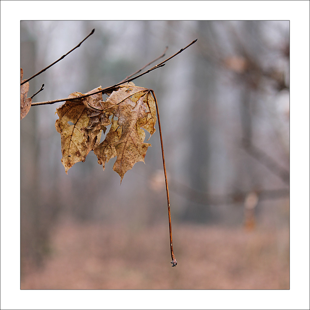 Foglia sospesa