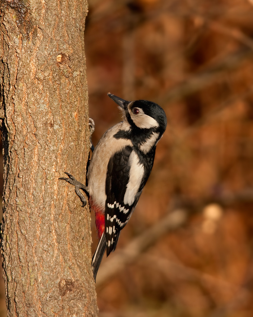 picchio rosso maggiore