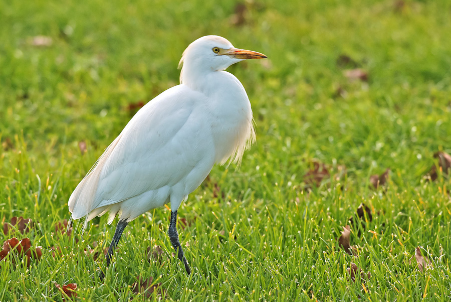 L'orgoglio dell'ardeide