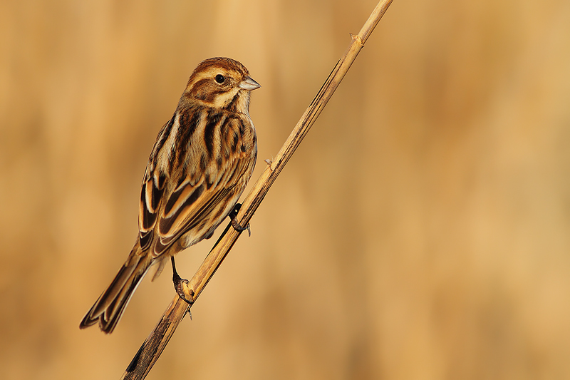 MIGLIARINO DI PALUDE