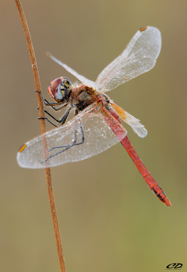 SYMPETRUM FONSCOLUMBII