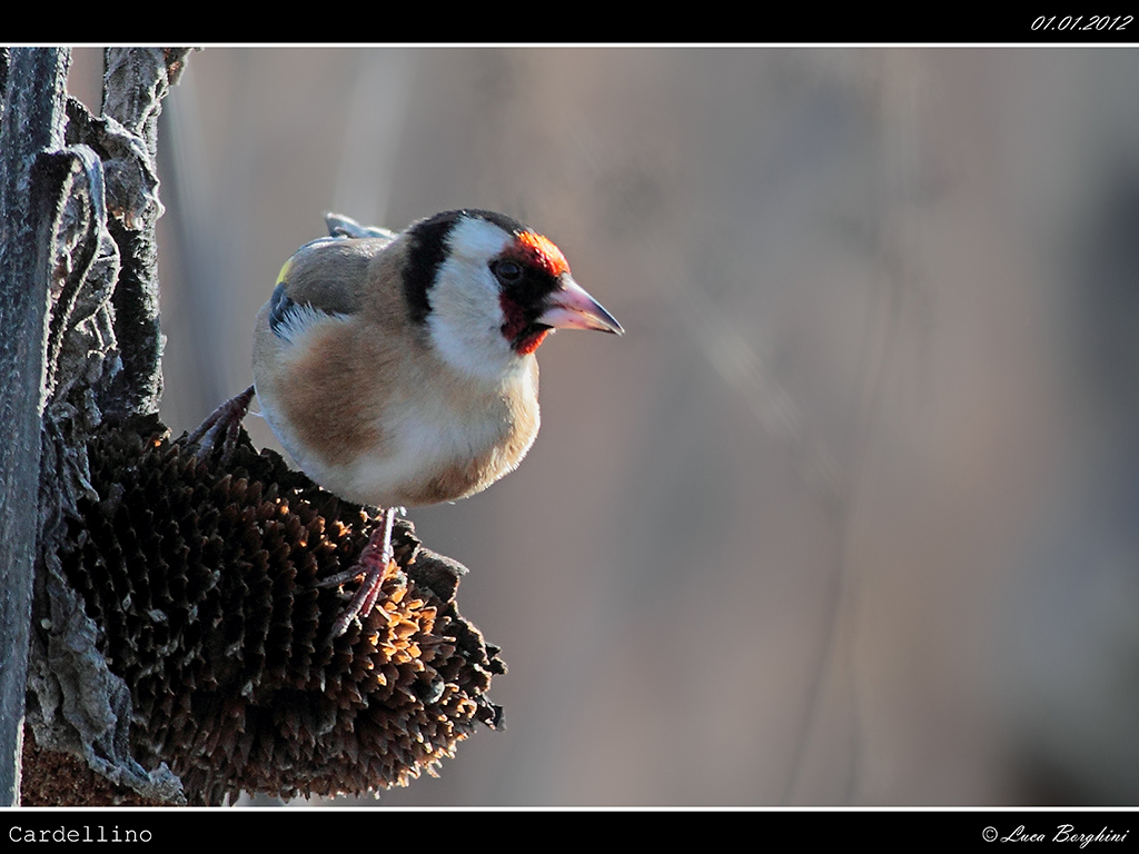 Cardellino # 2
