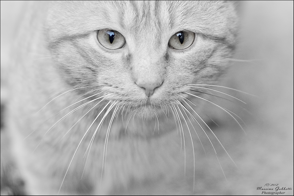 o...o...o..occhi di gatto