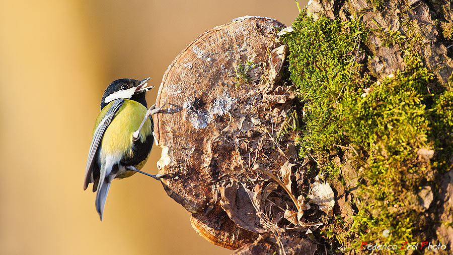 Aggrappata al vecchio fungo...