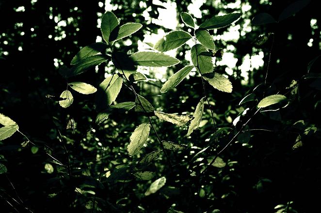 Vegetazione surreale