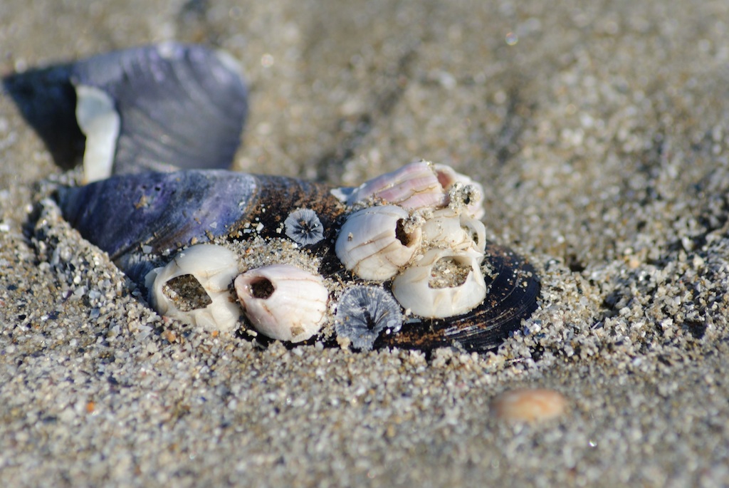 Conchiglia sulla spiaggia