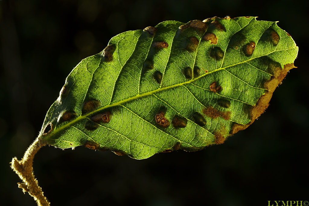 Lymph 4044 ( 9/01/2012 )