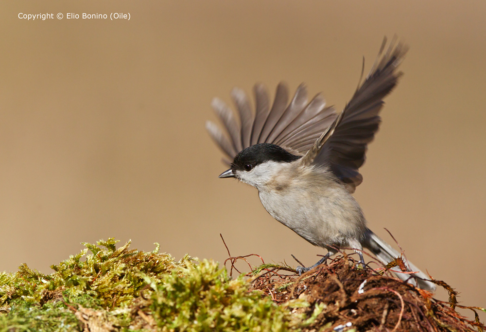 Cincia bigia (Parus palustris)