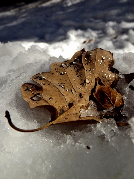foglia quercia e neve 2