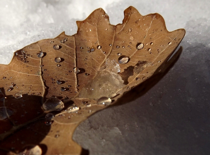 foglia di quercia e neve