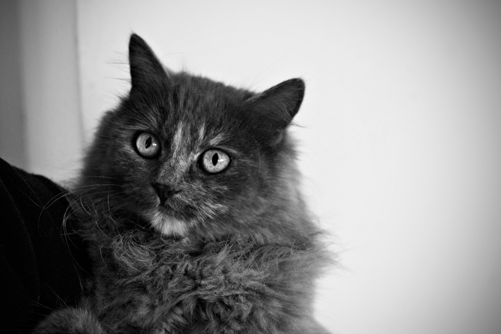 Gray Seal's psychedelic eyes