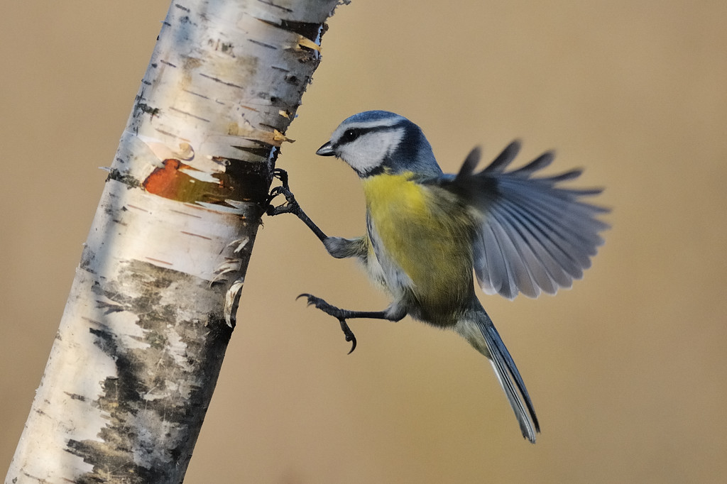Cianciarella in arrivo