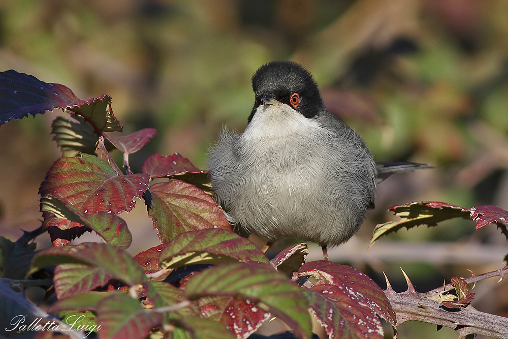 Occhiocotto(Sylvia melanocephala)