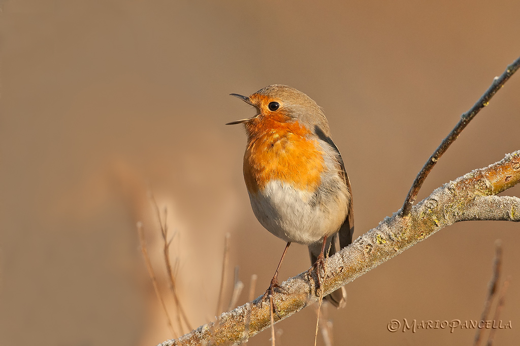 Il canto del Pettirosso