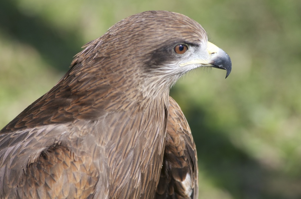 Black Kite