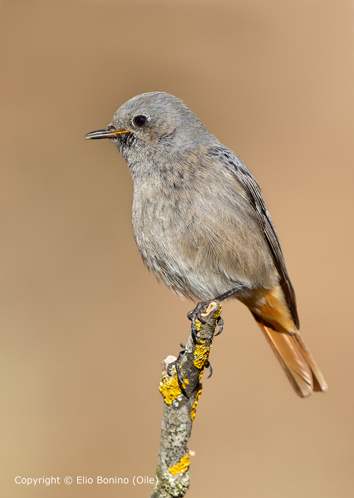 Codirosso spazzacamino  (Phoenicurus ochruros) - femmina