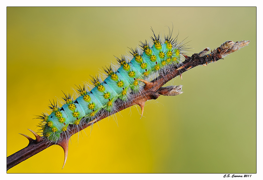 Bruco di Saturnia Pavoniella