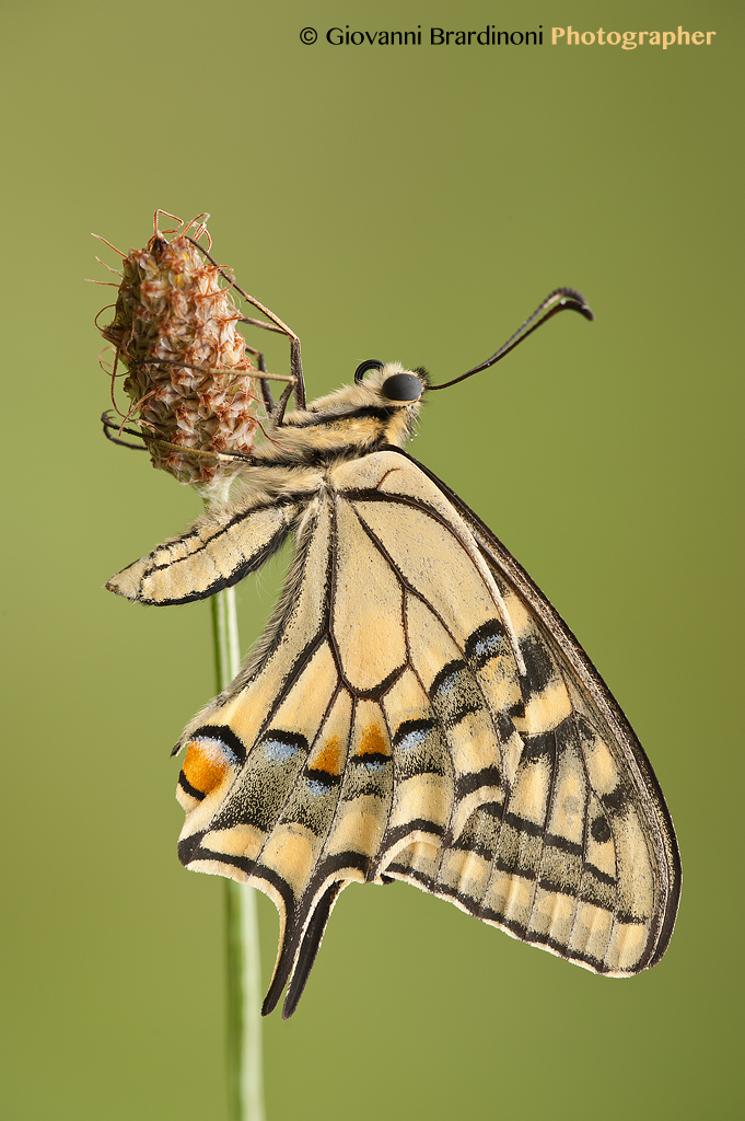 Papilio machaon
