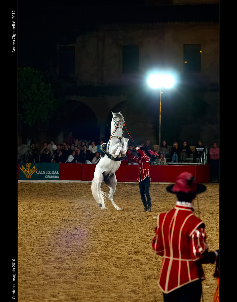 Cavallo Andaluso