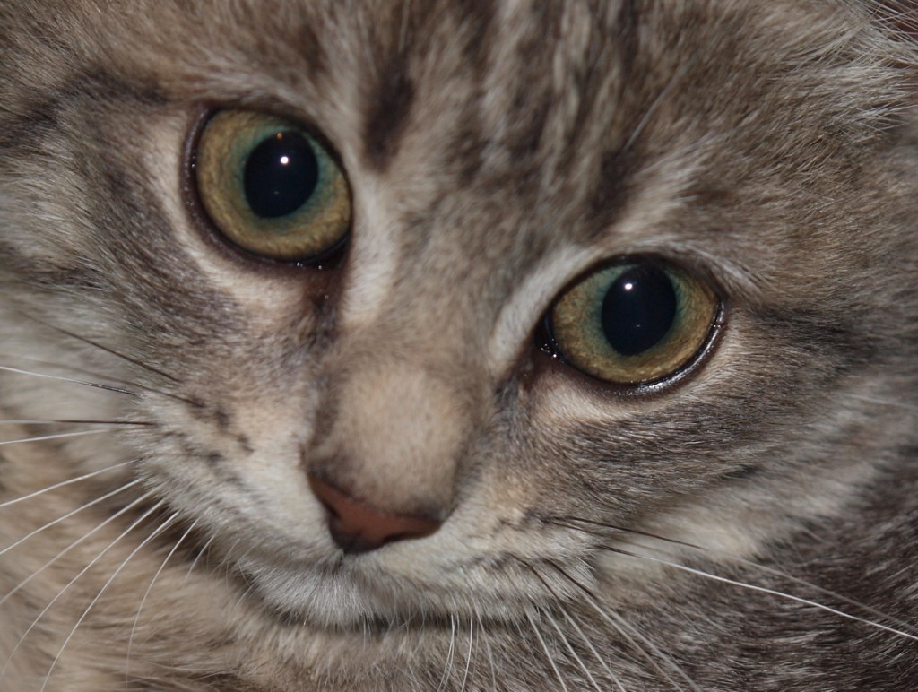 Gli occhi di Violetta