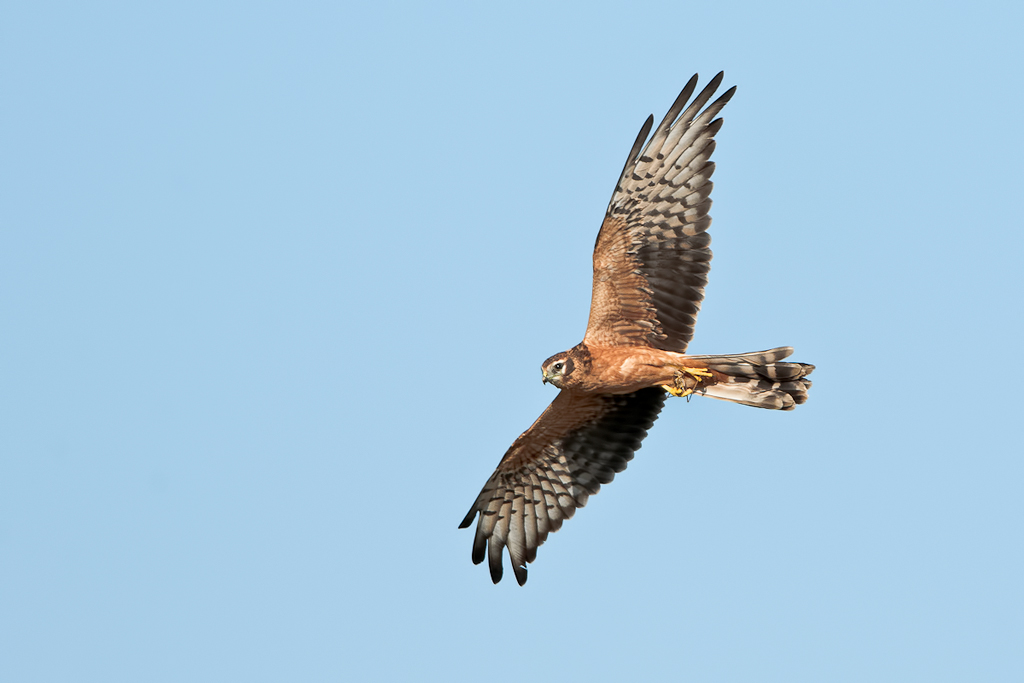 Albanella minore (circus pygargus)