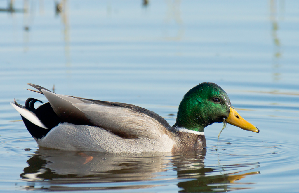 Incontro ravvicinato..col Germano