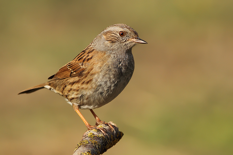 PASSERA SCOPAIOLA.........