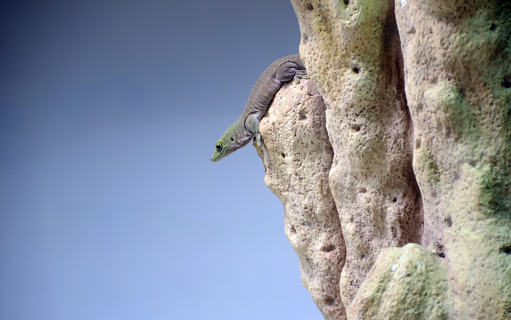 Geco del Madagascar