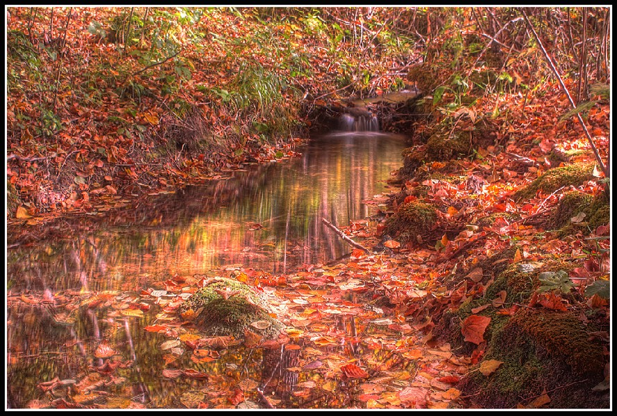 ..colori d'autunno..