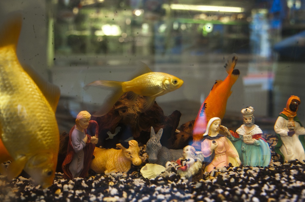 Presepe in un acquario