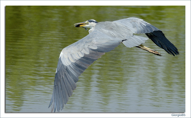 Cenerino con il pasto...