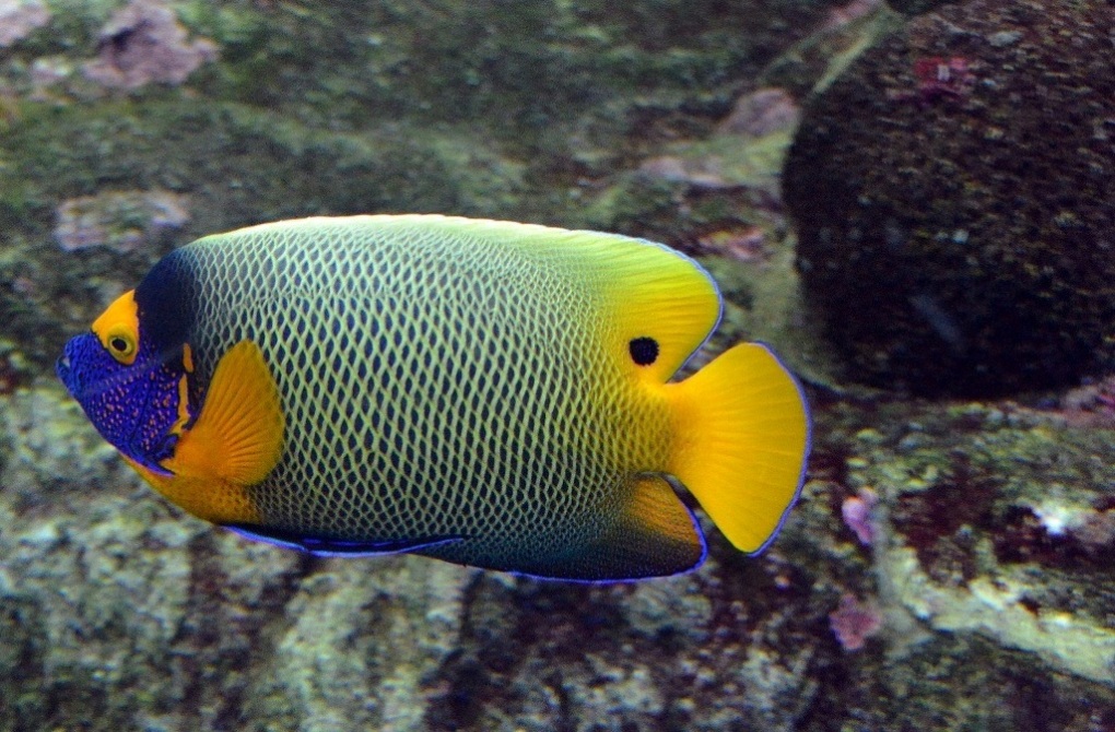 Pesce tropicale