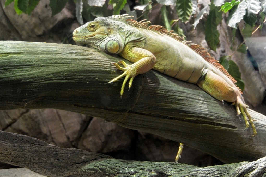 Iguana
