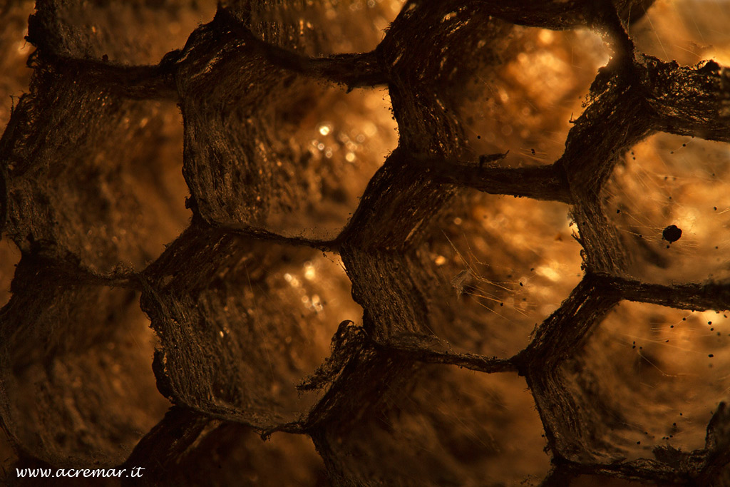 Dolichovespula media