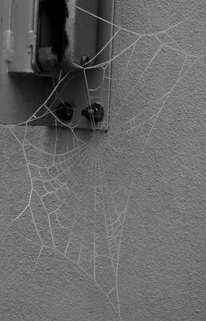 Ragnatela Ghiacciata