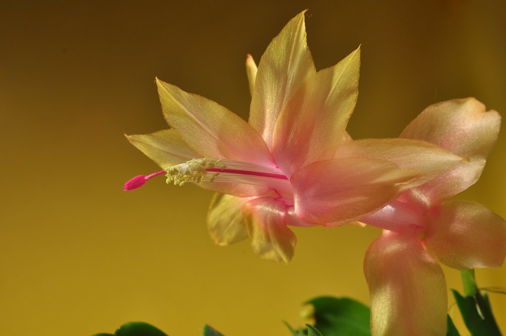 Fiore di Schlumbergera