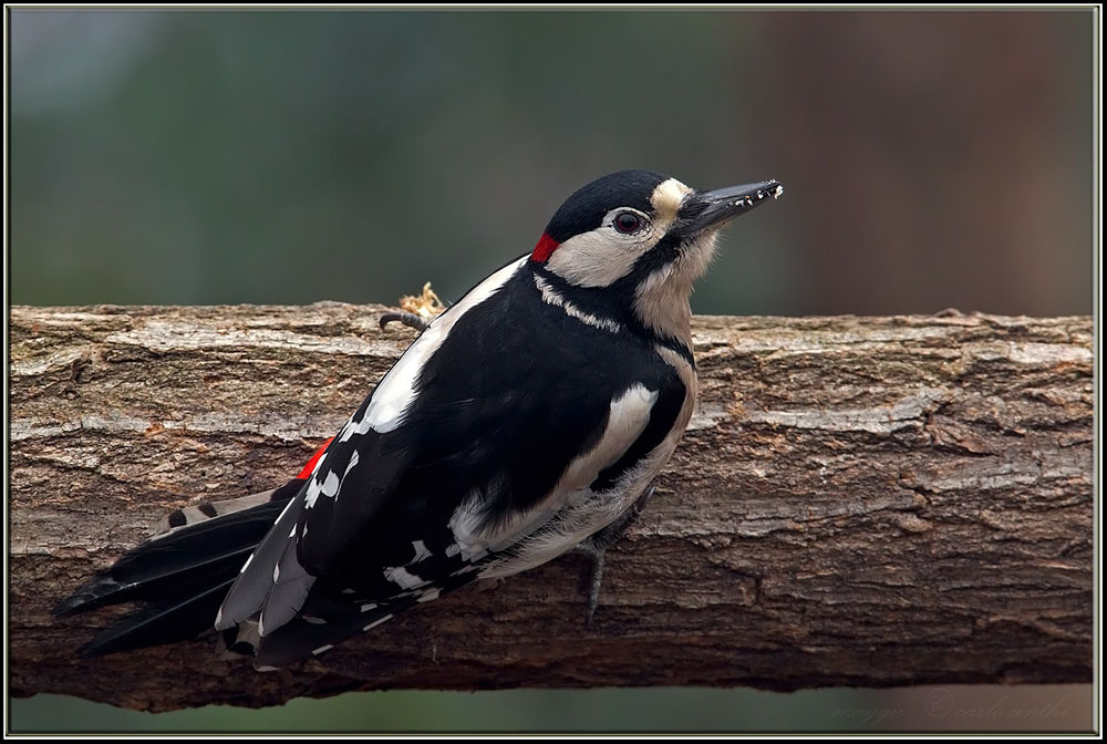 Picchio rosso maggiore maschio