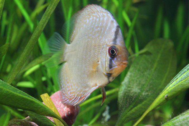 Discus