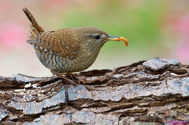 Scricciolo mon amour