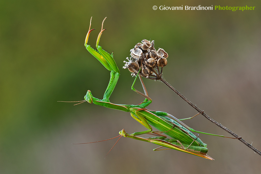 Mantide religiosa (accoppiamento)