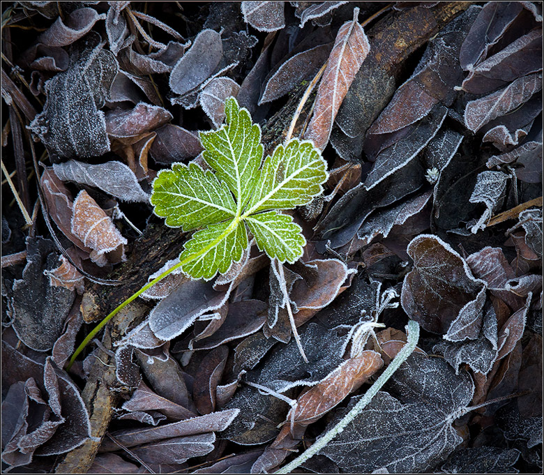 una piccola vita nel gelo