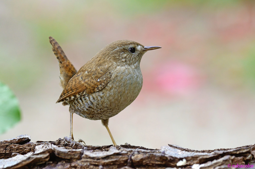 Sua maest� lo scricciolo