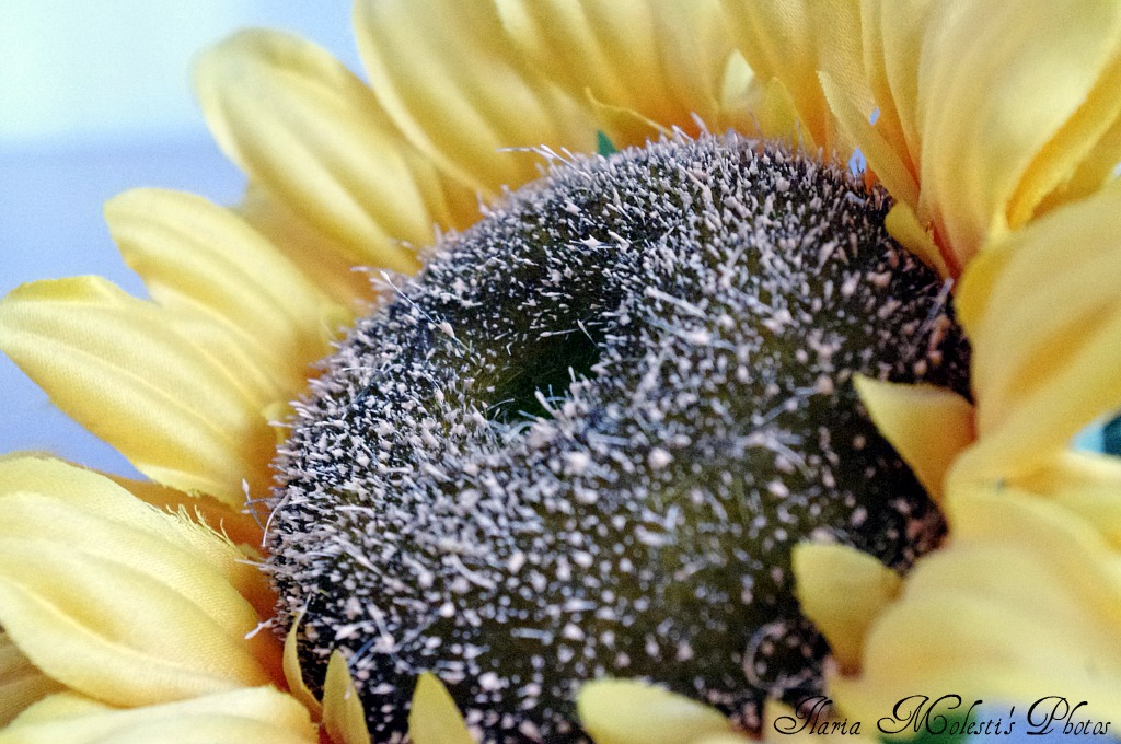 Sunflower No. 2