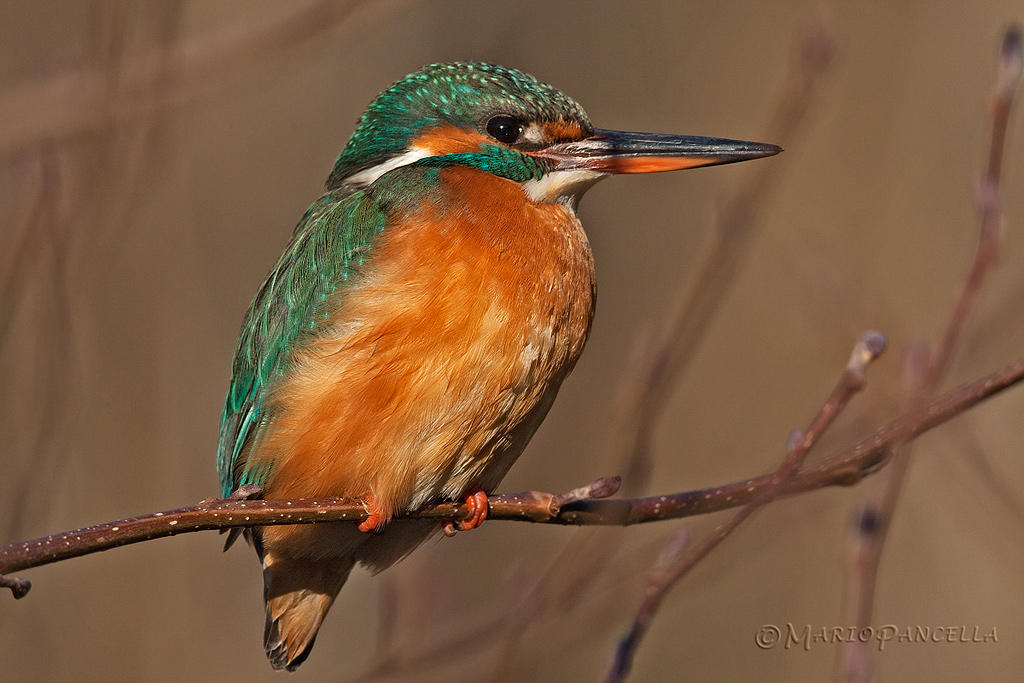 Martin pescatore ambientata