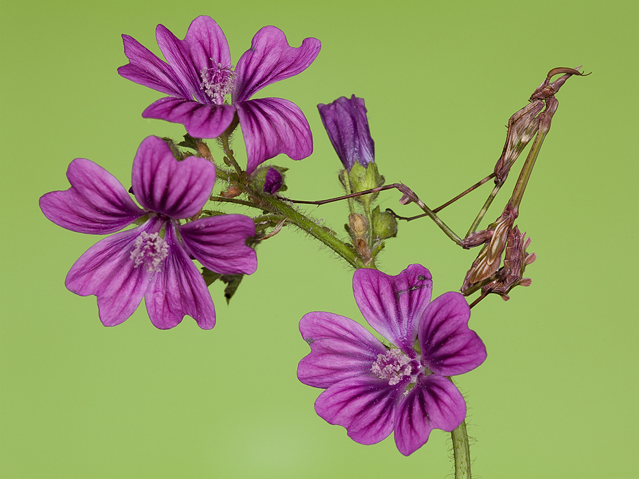 Empusa ed afidi sulla malva