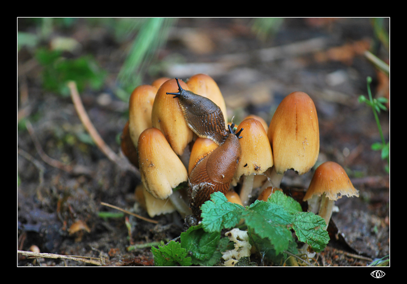 _@_/' oggi, si pranza fuori casa '\_@_