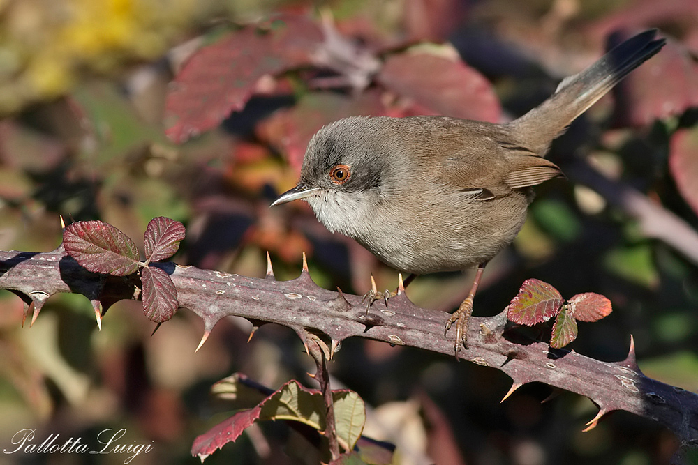 Occhiocotto(Sylvia melanocephala)