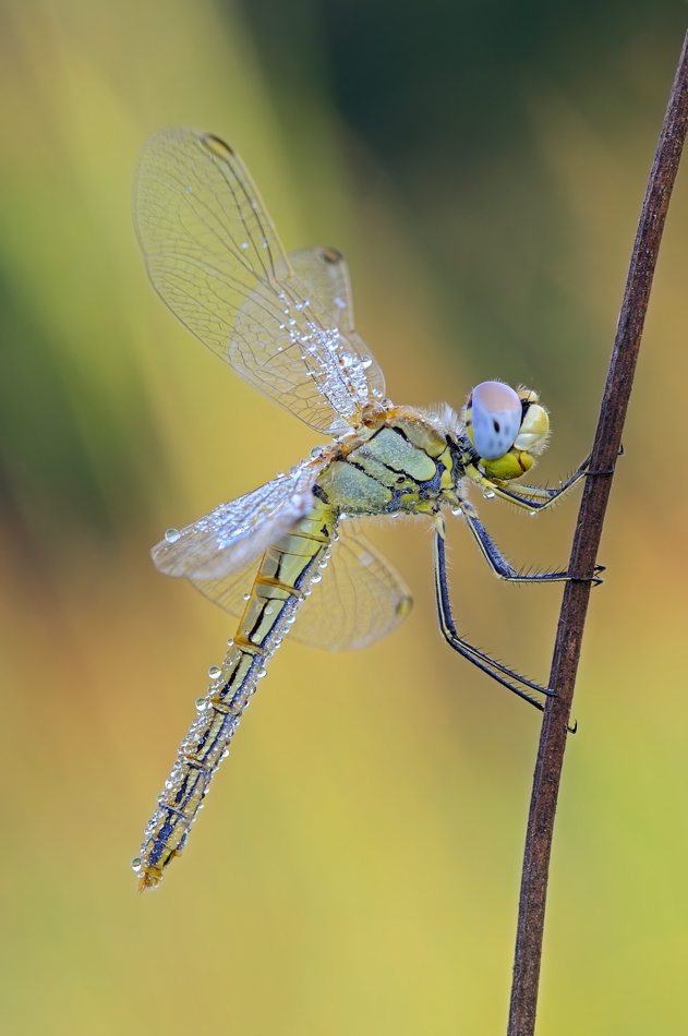 Sympetrum fonscolombii