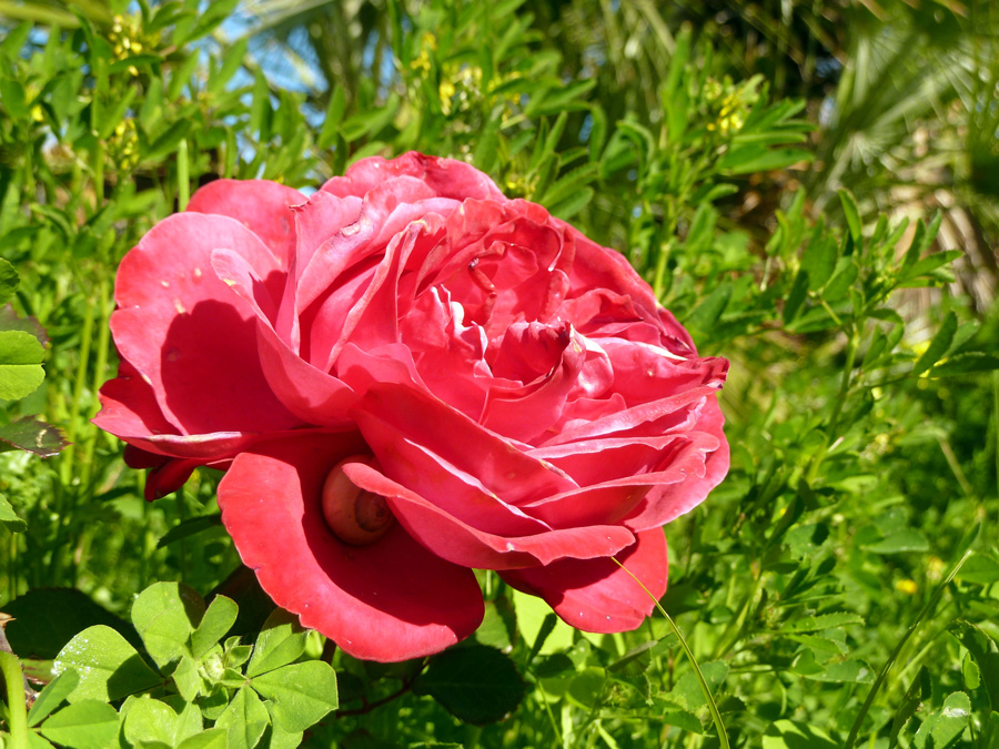 rosa
